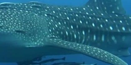 53915ccc-f236-49e6-9ec3-fffce953e78d