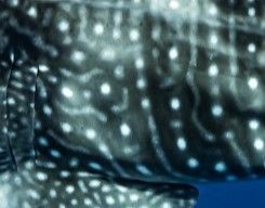 6e0b446b-b259-434a-b420-31a0829cead1