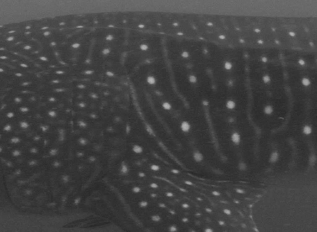 24d9c2a0-b959-4242-94b5-68403b90ef48