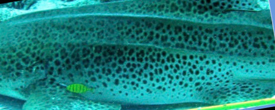 9a7250a1-4a1b-4f5c-922f-b815b390d079