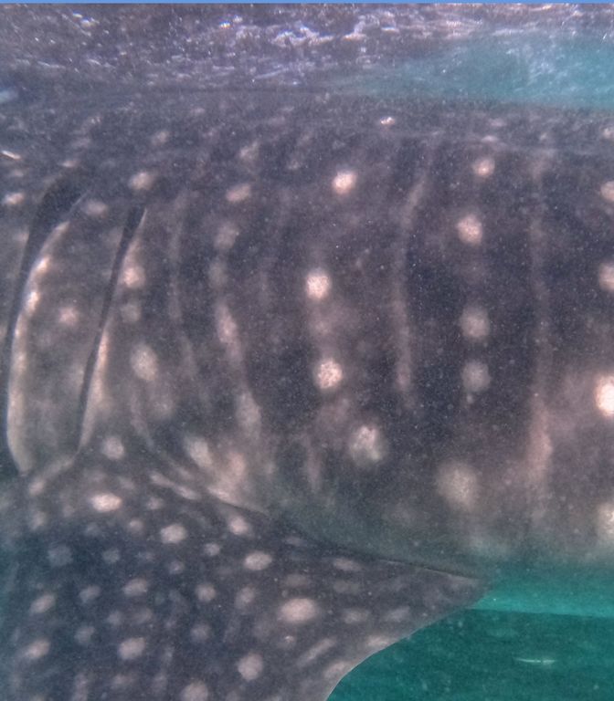 06fc34db-9a1a-4dd4-8137-19864b1a810a