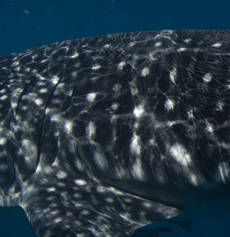 296324fd-97a6-4d88-9e48-9f91531b5e44