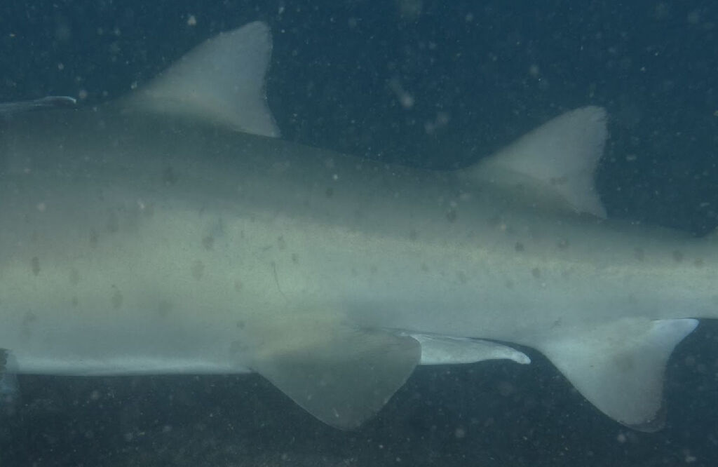 fd0e9585-2928-4a77-9d99-cf367f52658e