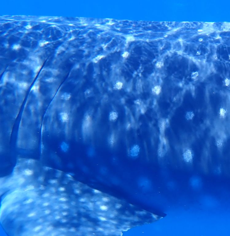 6e5f5a6c-686a-4797-94c0-784f44812f9d