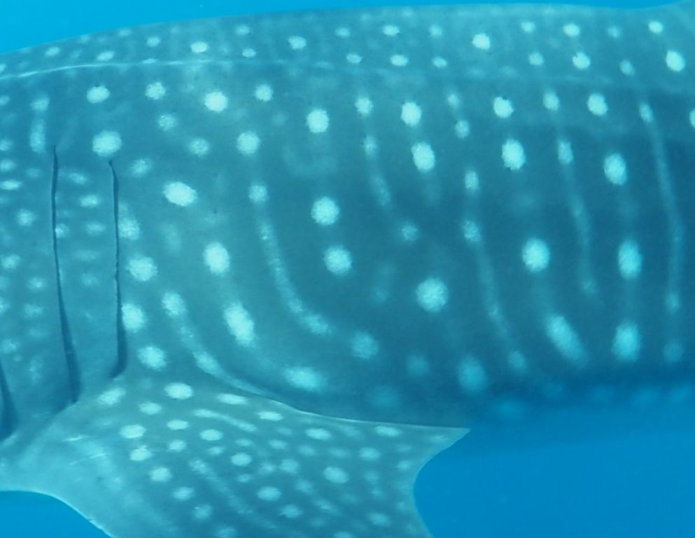 6e8999d6-9c7d-456a-b0eb-d6fa578b858a