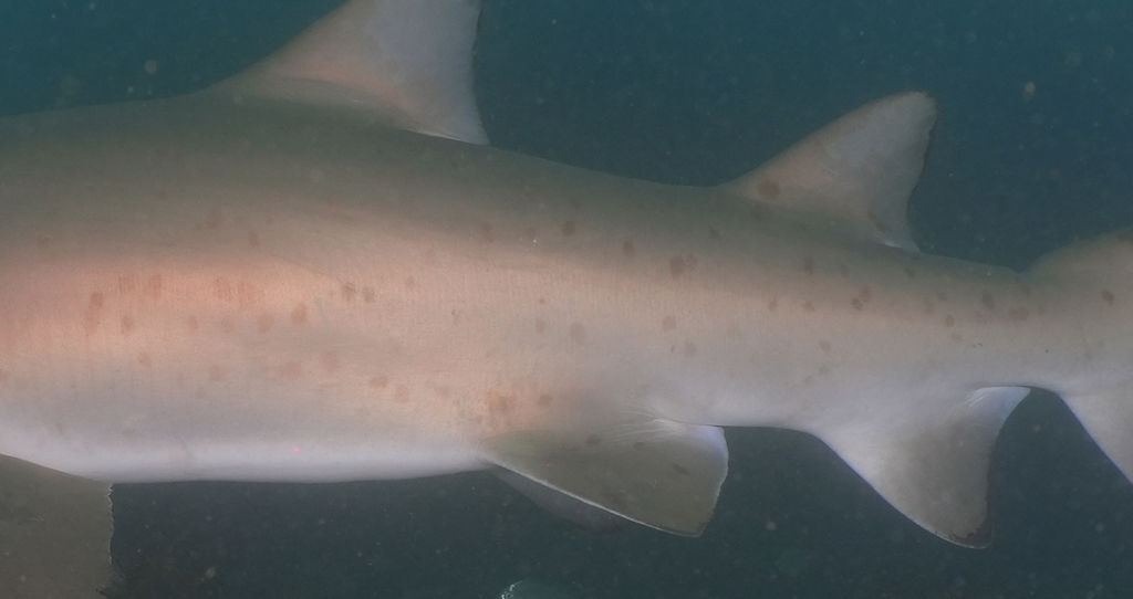 ccd089c5-a274-4218-9d03-74c950f99782