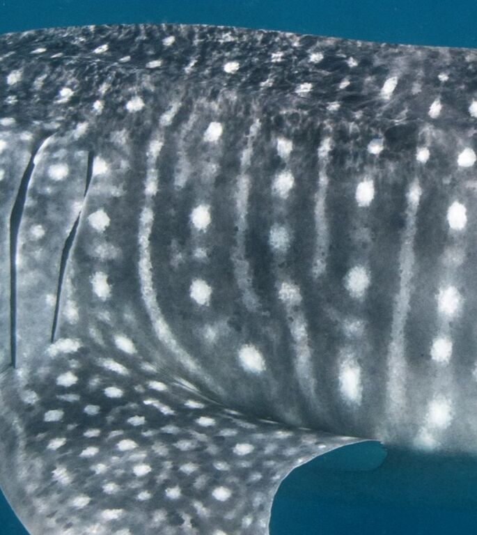 fc76602e-2c36-4060-bd95-06647da3eac1