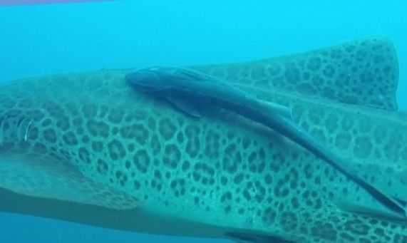 c91419c8-9001-436e-9e49-48d96167deba