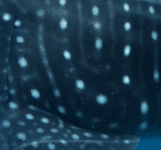 f268c5a5-1368-4aed-8f73-0e4fa046652e