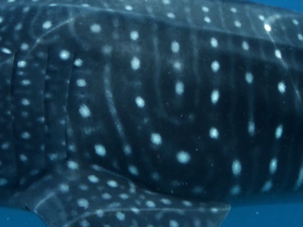 f268c5a5-1368-4aed-8f73-0e4fa046652e