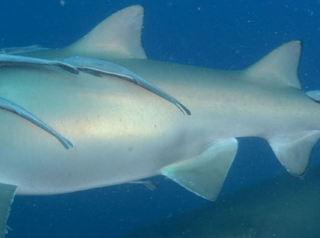 dad5e21a-aa7b-4906-9b91-4d4dd7c5f66e