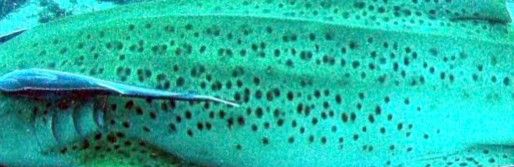 e1b74aac-2abd-41a9-a3aa-51fc939417f8