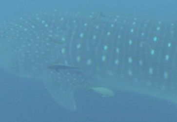 045005e9-bc79-4582-88c8-22efd8aa44fe