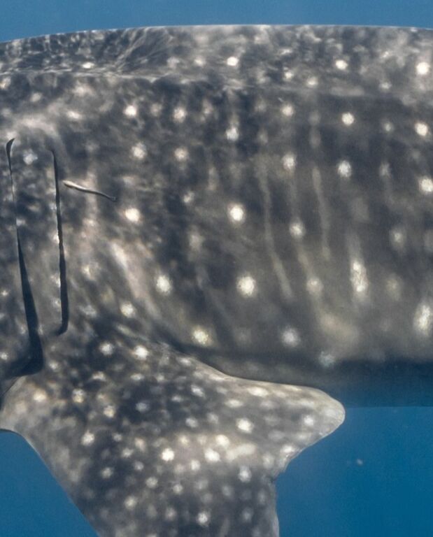 52d0857d-c017-413a-bf0d-be0d3731e90b