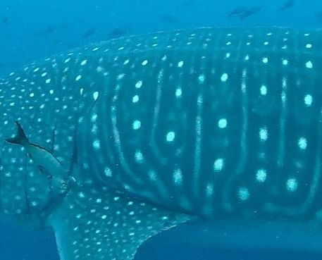 6066ce1a-d38a-4f70-8d6b-7314644be732