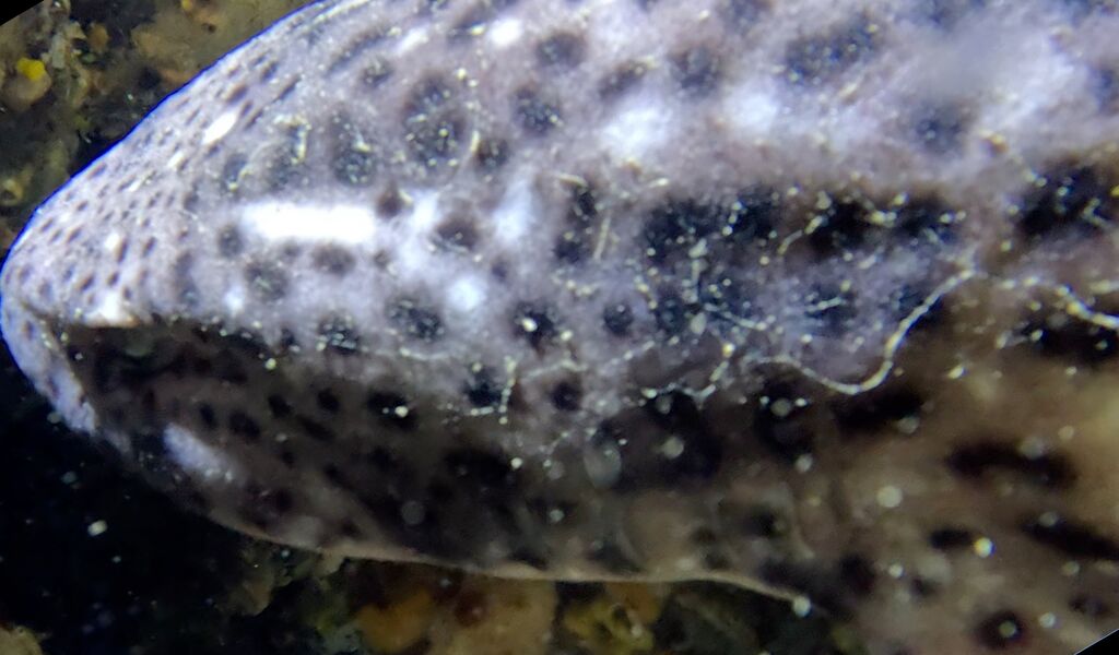 9ffed4a1-f7c7-431b-82fa-a87a2e9266e4