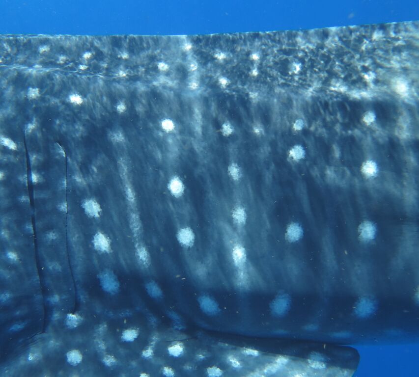 113ee650-6a89-48a5-90e8-52311a051da7