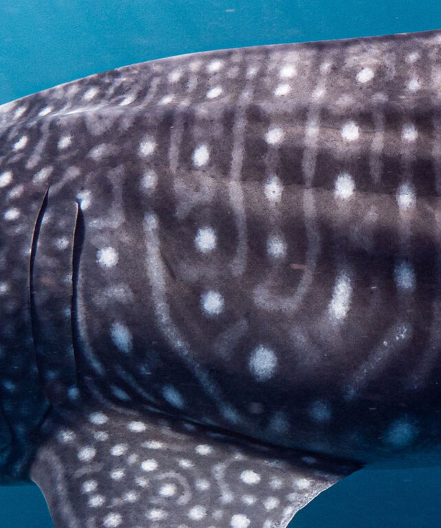 7c9e73e0-1b65-4130-8873-bd52ba86ba62