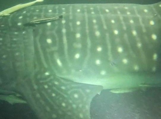 5c301dd1-774f-4145-bf6d-4de7abcc2e0a