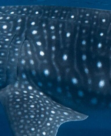 f69ab1c4-fa66-44ed-94d7-1c67cd572827