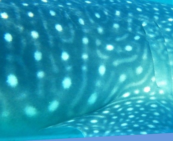 a8f62c4e-e471-42a0-8be8-3cdc4732ba34