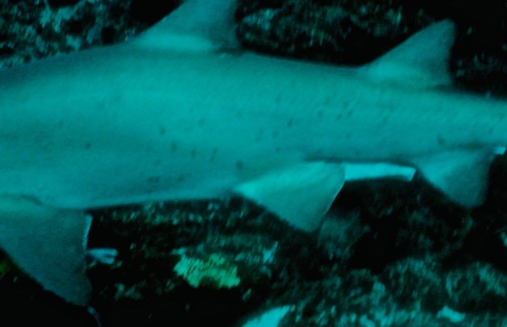 7d11e095-bf06-4973-839a-7a3681f05a0e