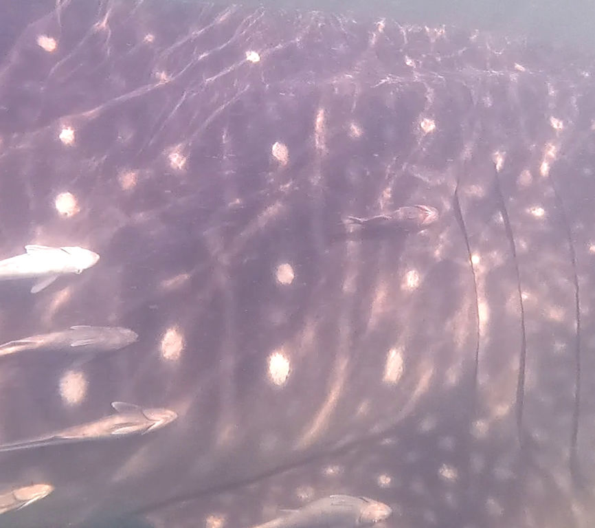 bef3c879-e872-408d-967e-1c8c92594a04