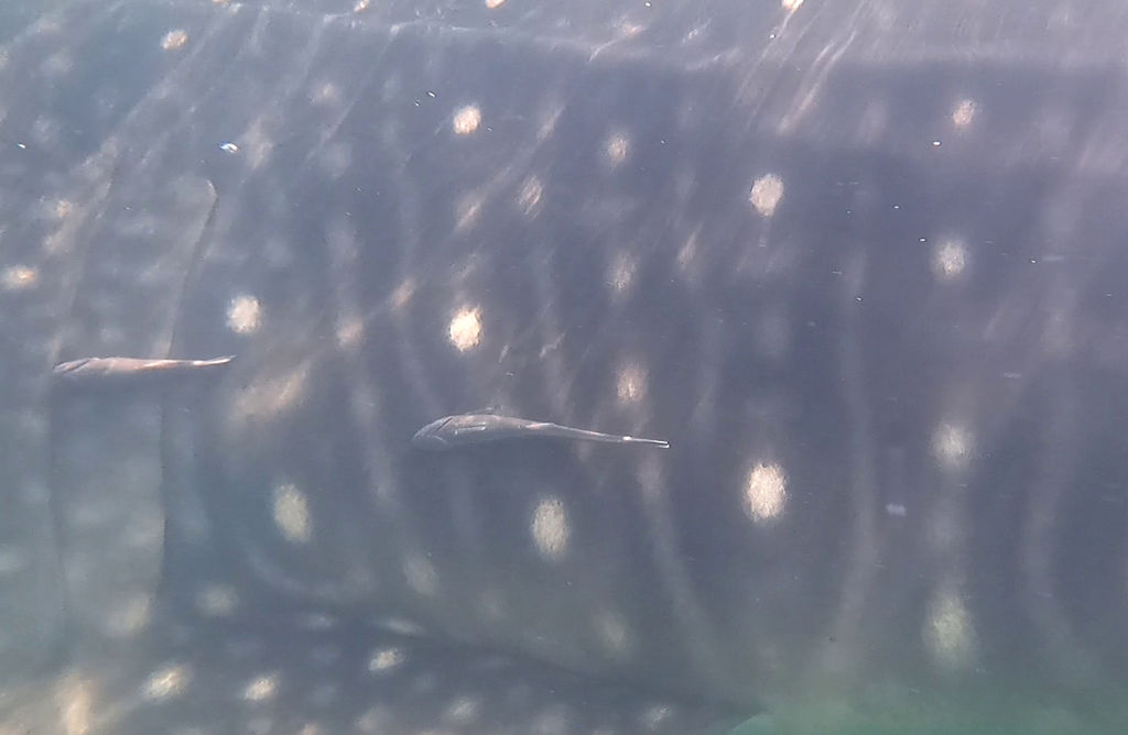 bef3c879-e872-408d-967e-1c8c92594a04