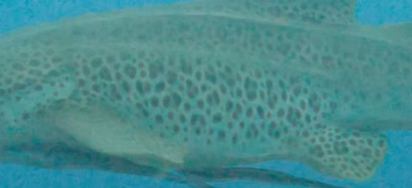 a64e1910-32ce-48bc-a25f-aa815fceba8a