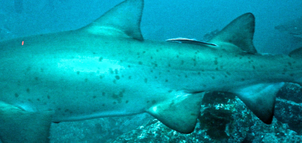 8a7d5b13-5bfb-4de1-8ad1-878b91a99292