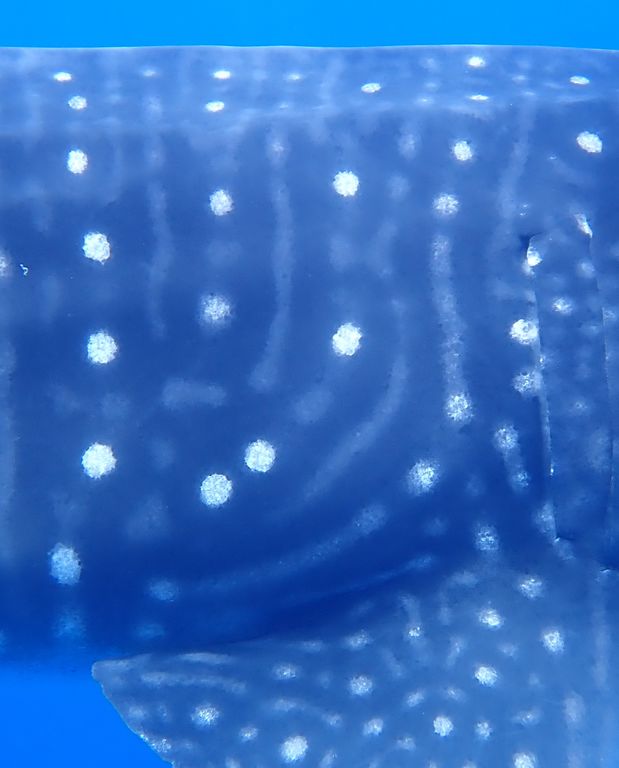 d9432635-b62d-4b0a-8e0d-0b20ef2eade8