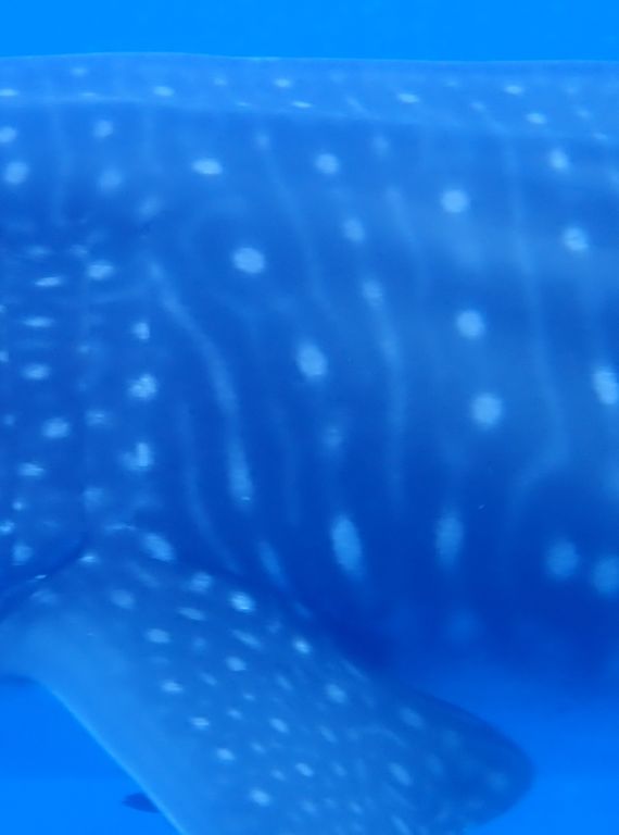 d9432635-b62d-4b0a-8e0d-0b20ef2eade8