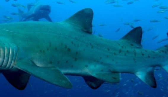 2eb58cb6-279a-4eb9-a628-b4265c02f2b9