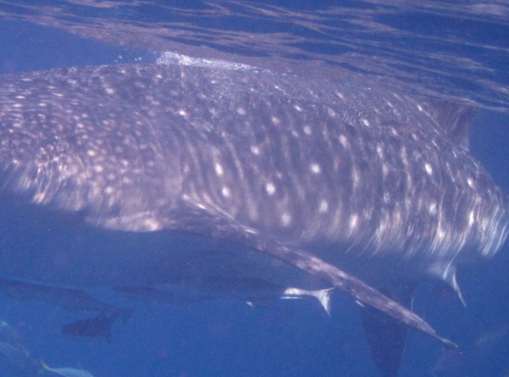 784065ce-e445-481f-af23-daeea18ff9df