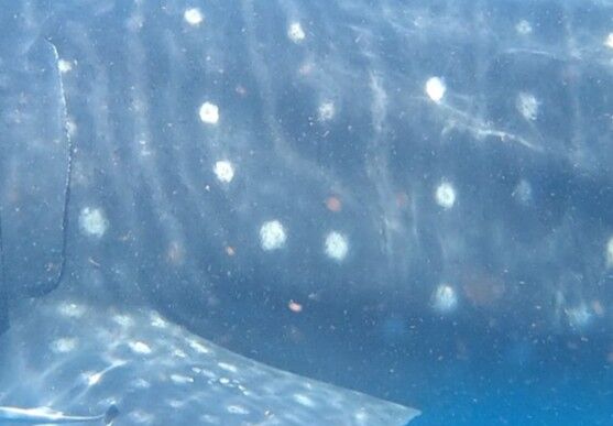 bea3f556-dd35-449a-a9f1-d01bbd134c48