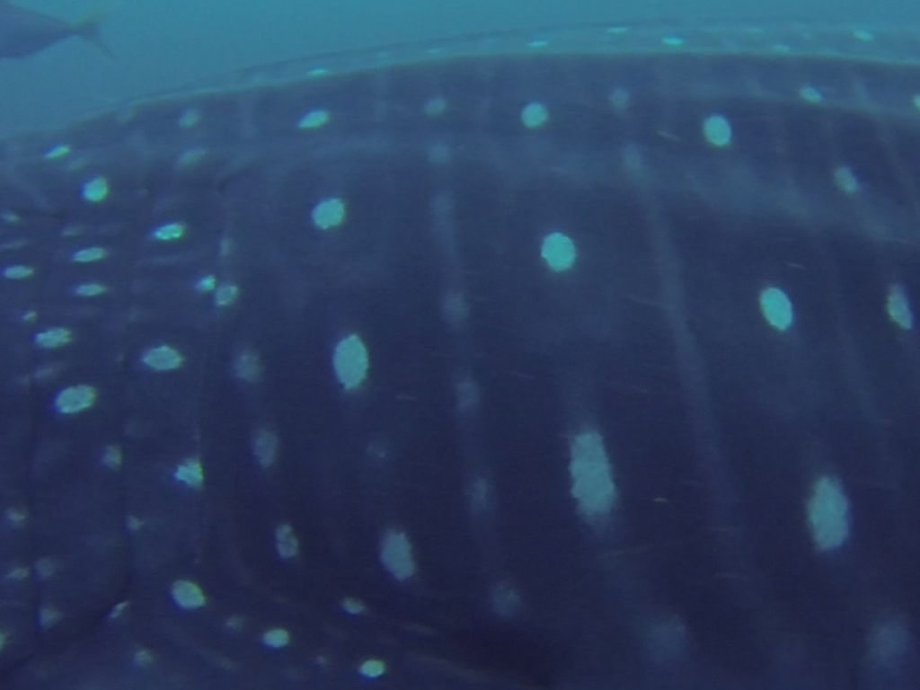 6fe4092c-0d6c-4601-9a9f-790740bf9abd