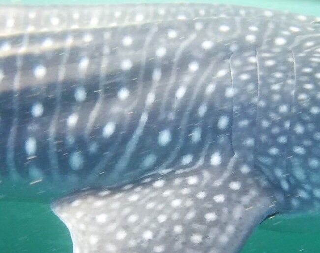 0508a024-1e03-4f09-867d-f0ffa7200c2f