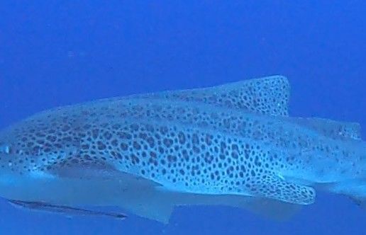 d52c1e30-1306-4de6-a069-eb8125556c32