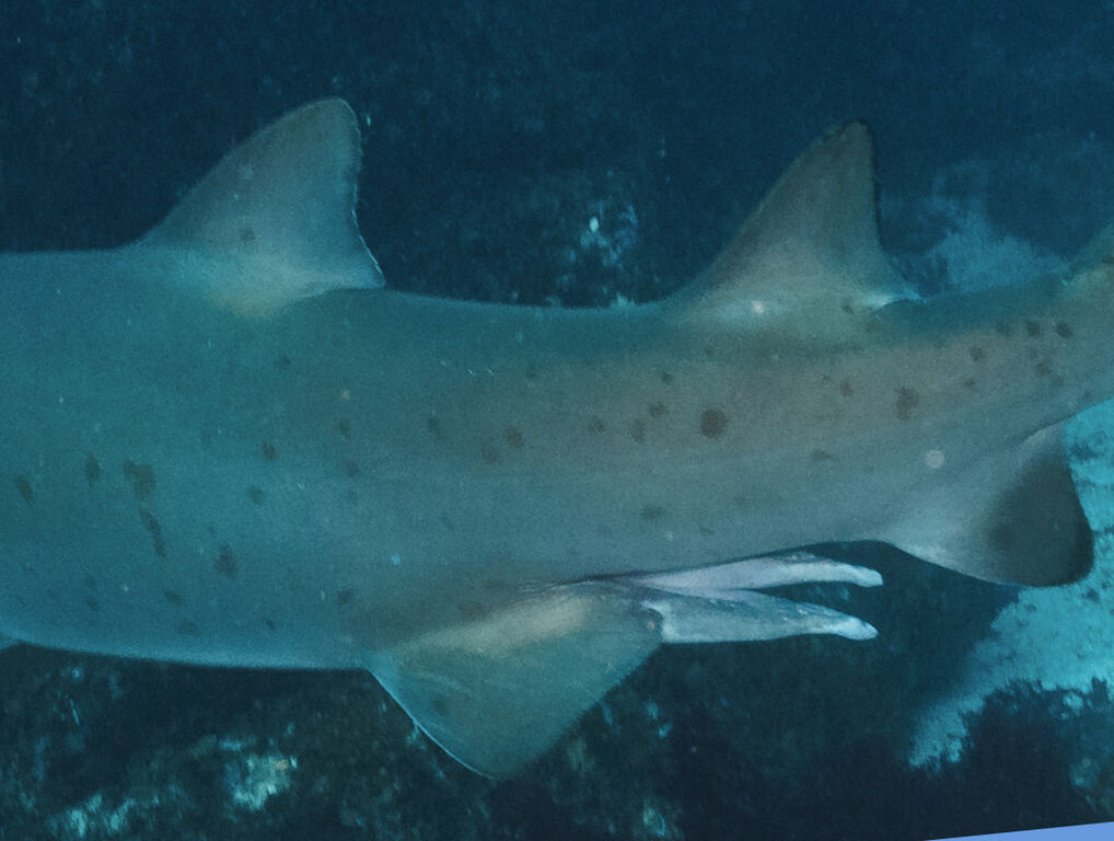 5748f54a-9cde-49a6-ad83-578f65cfe41b