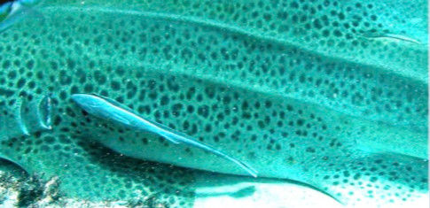 e5d25c87-89bf-48e9-a534-4b255e1a9ced