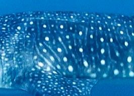 4127c833-2c61-4823-a910-b0be6f9b8be5