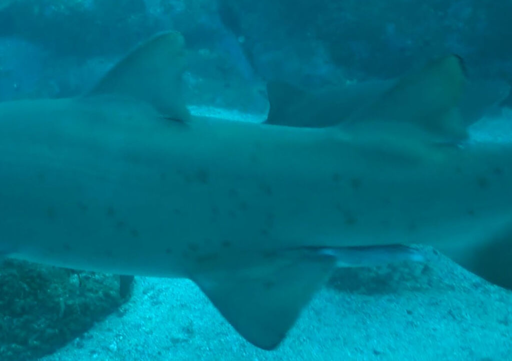 9e5ad307-f559-4e52-9de2-ac98c8fffe37