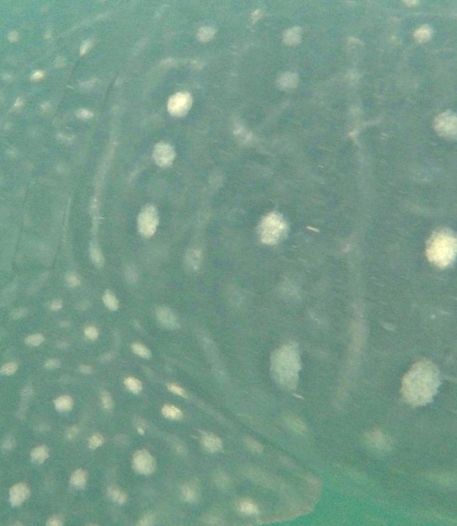 c1a8fa9e-0e79-4411-9e69-69edf028863b