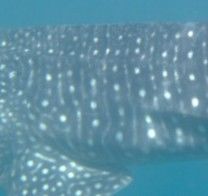 ac45def7-98e6-4d19-a7b2-57d5c7bf9b06