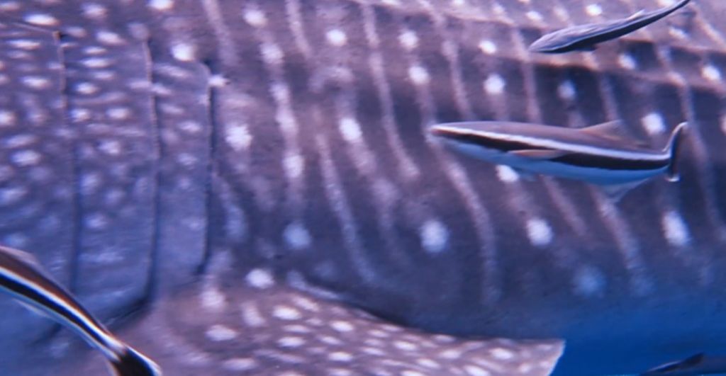 1e44bc7d-7e43-4a6d-82d1-7a3e0e5efae1