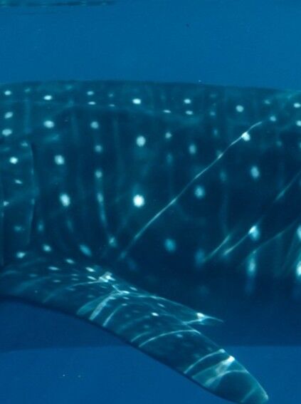 2d3dc21f-02e3-4ace-97c8-b5544e011d0c