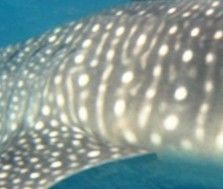 ee5ed59a-c4d2-42fd-9993-e2c9126bf916