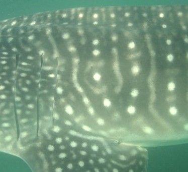 b37a36a8-9c14-43f3-83f9-a38f4bec6970