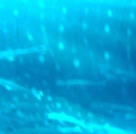 6f158087-7579-4daa-988b-8116db1015de