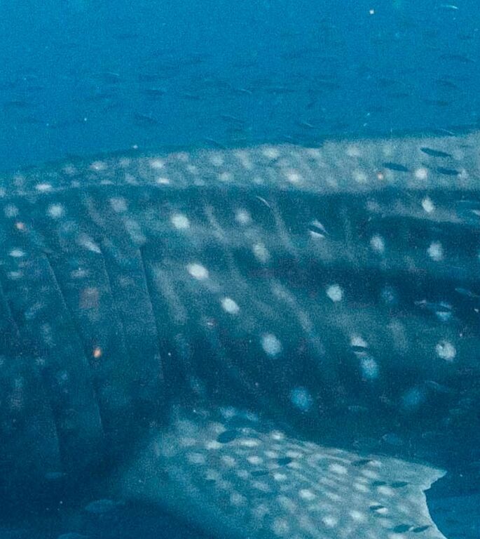 ee5d0f58-b584-41ea-b046-90126ca7155e